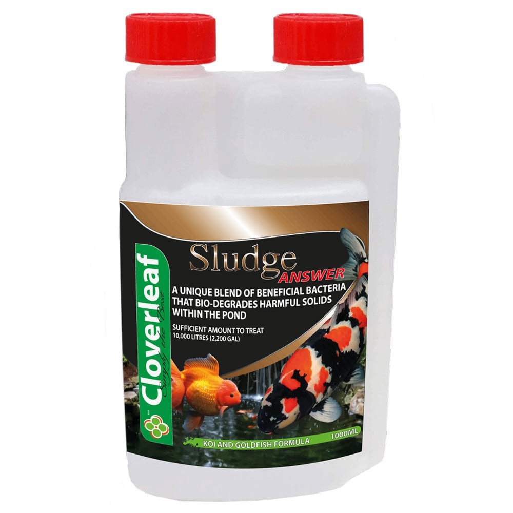 Cloverleaf Sludge Answer Absolute Koi